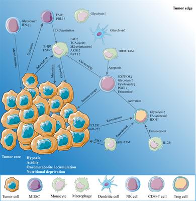 Frontiers | Improving Cancer Immunotherapy: Exploring And Targeting ...